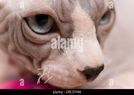 Moustache courte clairsemée et museau sans poils d'un petit chaton chauve de la race canadienne Sphynx, yeux bleus. Banque D'Images