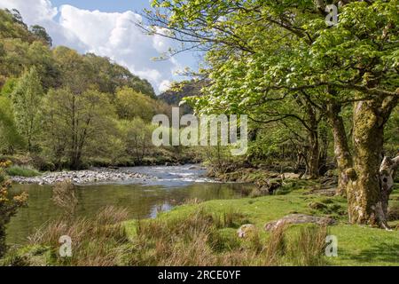 Afon Glaslyn 'River Glaslynn' comme il passe près de Beddgelert, parc national de Snowdonia, parc national d'Eryri, pays de Galles du Nord, Royaume-Uni Banque D'Images