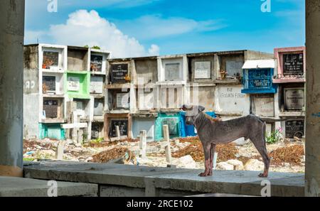 Un chien courge canin désolé, avec seulement une touffe de fourrure laissée sur son dos, tristement affecté par la gale aiguë, une maladie de la peau causée par des acariens de la gale et Banque D'Images