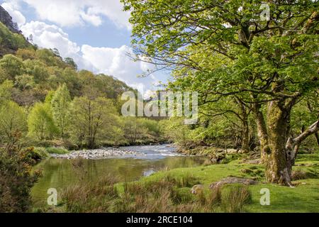 Afon Glaslyn 'River Glaslynn' comme il passe près de Beddgelert, parc national de Snowdonia, parc national d'Eryri, pays de Galles du Nord, Royaume-Uni Banque D'Images