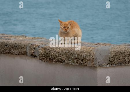 Chat orange sur un mur au bord de la mer Banque D'Images