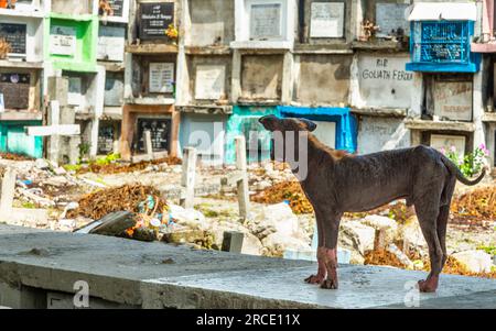 Un chien courge canin désolé, avec seulement une touffe de fourrure laissée sur son dos, tristement affecté par la gale aiguë, une maladie de la peau causée par des acariens de la gale et Banque D'Images