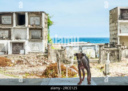 Un chien courge canin désolé, avec seulement une touffe de fourrure laissée sur son dos, tristement affecté par la gale aiguë, une maladie de la peau causée par des acariens de la gale et Banque D'Images