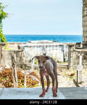 Un chien courge canin désolé, avec seulement une touffe de fourrure laissée sur son dos, tristement affecté par la gale aiguë, une maladie de la peau causée par des acariens de la gale et Banque D'Images