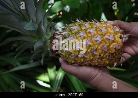 Vue rapprochée d'un fruit mûr moins commun de variété d'ananas, le fruit fraîchement récolté est tenu par les mains Banque D'Images