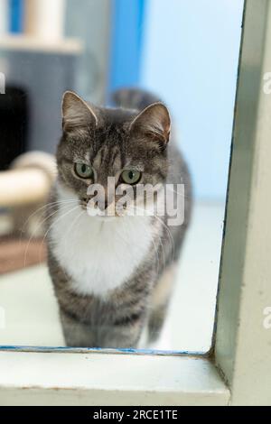 Un chat tabby gris et blanc regardant par une fenêtre Banque D'Images