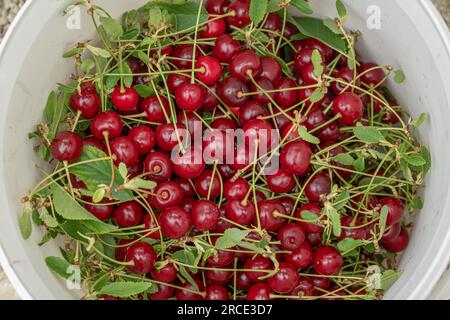 Vue de dessus des cerises acides cueillies dans le verger dans un seau. Banque D'Images