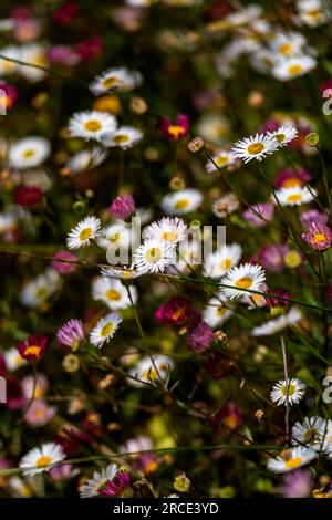 Gros plan vue de Erigeron karvinskianus poussant dans un jardin au Royaume-Uni. Banque D'Images