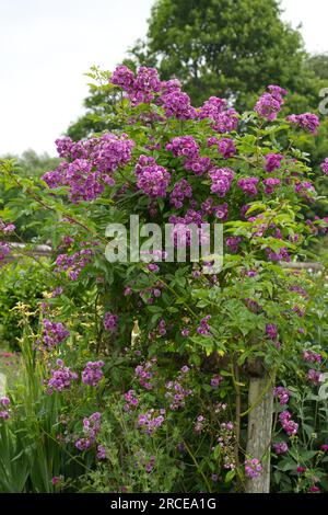 Purple été multiflora Rambling roses Rosa Rose-Marie Viaud dans le jardin britannique juin Banque D'Images