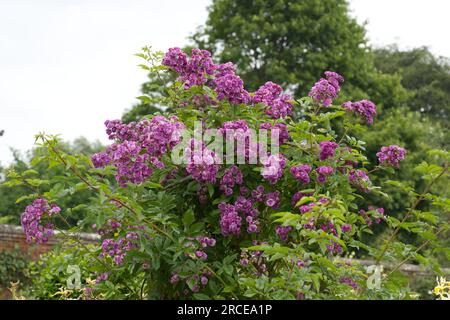 Purple été multiflora Rambling roses Rosa Rose-Marie Viaud dans le jardin britannique juin Banque D'Images