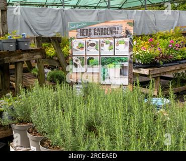 Plantes de jardin d'herbes en vente dans le centre de jardin, Royaume-Uni Banque D'Images