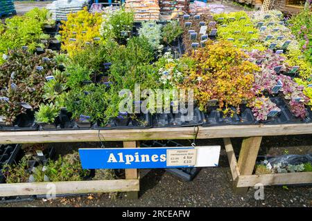 Plantes alpines en vente dans le centre de jardinage, Royaume-Uni Banque D'Images