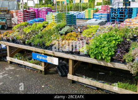 Plantes alpines en vente dans le centre de jardinage, Royaume-Uni Banque D'Images