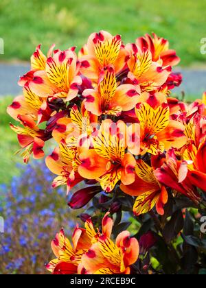 Fleurs orange vif et jaune du lys péruvien à feuilles foncées, Alstroemeria 'Indian Summer' Banque D'Images