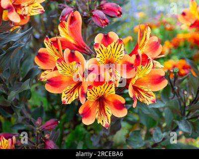 Fleurs orange vif et jaune du lys péruvien à feuilles foncées, Alstroemeria 'Indian Summer' Banque D'Images