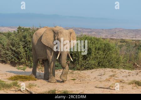 Les éléphants africains adaptés au désert en Namibie se sont adaptés à leur environnement sec et semi-désertique en ayant une masse corporelle plus petite avec des jambes plus longues. Banque D'Images