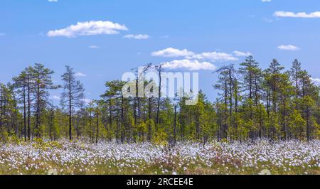 Paysage marécageux avec Eriophorum vaginatum en floraison sur une journée ensoleillée Banque D'Images