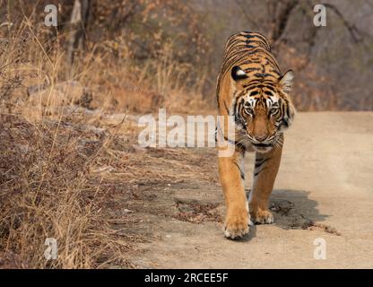 Tigre du Bengale dans le parc national de Ranthambore en Inde Banque D'Images