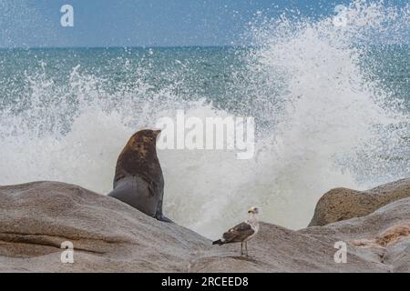 Phoques à fourrure du Cap sur la côte des squelettes de Hoanib en Namibie Banque D'Images