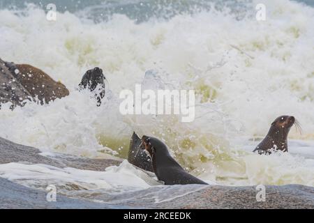 Phoques à fourrure du Cap sur la côte des squelettes de Hoanib en Namibie Banque D'Images