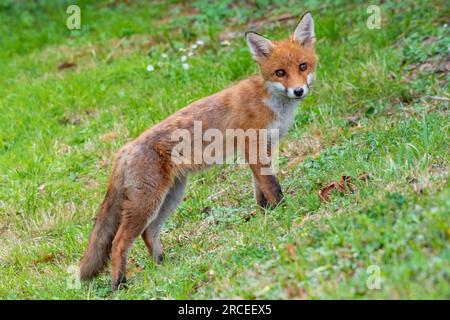 Gros plan d'un jeune renard sur une colline en regardant la caméra Banque D'Images