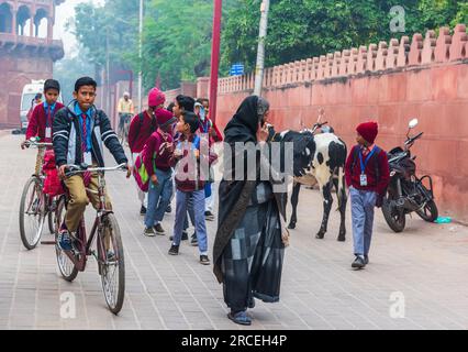 Murs autour du Taj Mahal avec vache dans la rue à New Delhi, Inde. Banque D'Images