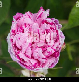 Rose rayé double fleur d'été de gallica rose Rosa Perle des Panachees dans le jardin britannique juin Banque D'Images