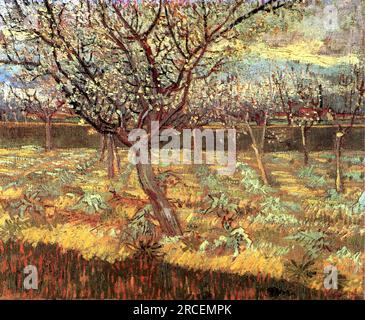 Abricotiers à Blossom 1888 ; Arles, Bouches-du-Rhône, France de Vincent van Gogh Banque D'Images
