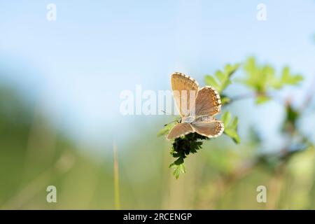 Aricia agestis, l'argus brun, est un papillon de la famille des Lycaenidae, qui rôde sur une fleur à la lumière du matin Banque D'Images