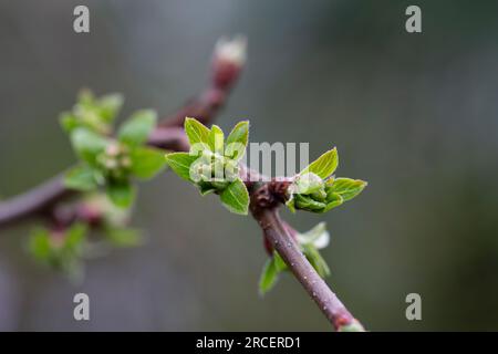 Bourgeons d'arbre au printemps. Jeunes bourgeons de grande taille sur les branches sur un arrière-plan flou sous le soleil éclatant. Magnifique printemps frais fond naturel. Ensoleillé da Banque D'Images