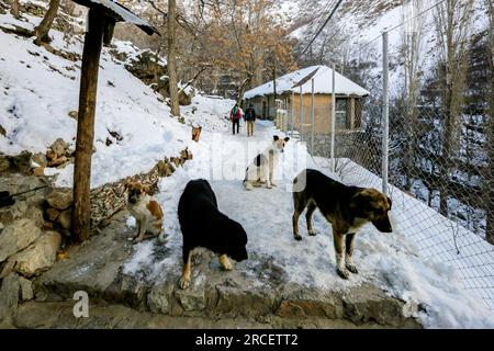 Lorsque le soleil se lève, les chiens errants viennent aux humains sur le sentier de randonnée allant du village de Darband au pic de Tochal parce qu'ils prennent toujours la nourriture des passants à Banque D'Images