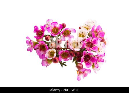 fleurs de myrte rose de cire isolées sur fond blanc Banque D'Images