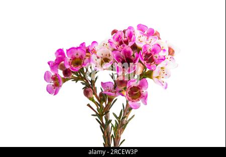 fleurs de myrte rose de cire isolées sur fond blanc Banque D'Images