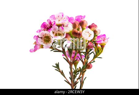 fleurs de myrte rose de cire isolées sur fond blanc Banque D'Images