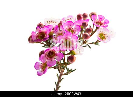 fleurs de myrte rose de cire isolées sur fond blanc Banque D'Images