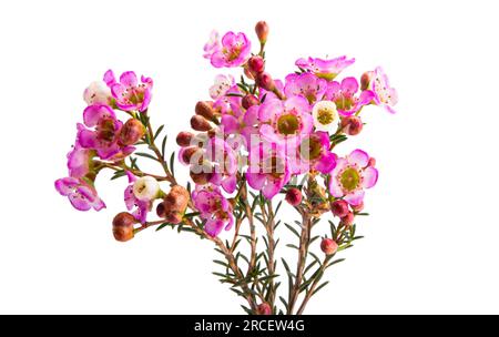 fleurs de myrte rose de cire isolées sur fond blanc Banque D'Images