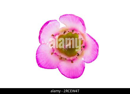 fleurs de myrte rose de cire isolées sur fond blanc Banque D'Images