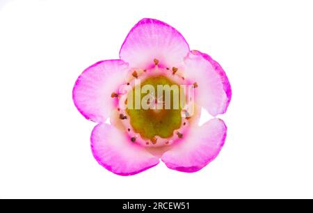 fleurs de myrte rose de cire isolées sur fond blanc Banque D'Images