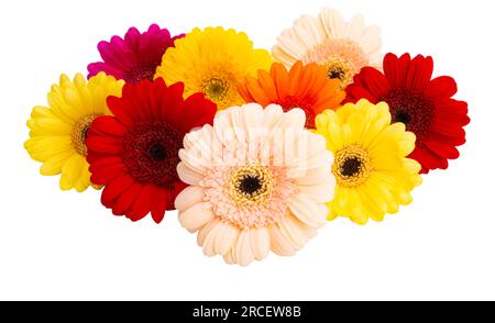 fleurs de gerbera isolées sur fond blanc Banque D'Images