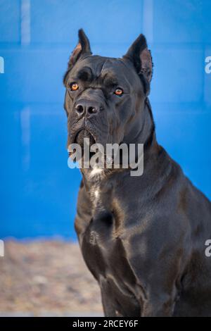 Portrait de Cane Corso contre un mur bleu à l'extérieur avec éclairage naturel Banque D'Images