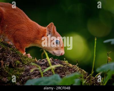 Jeune chaton Red Squirrel. Gros plan, vue latérale. Banque D'Images