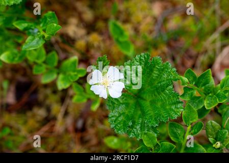 Gros plan d'une fleur en fleurs de mûrier (Rubus chamaemorus), image de vasternorrland Sweden.Focus sélectif. Banque D'Images
