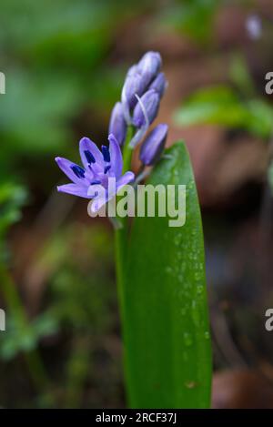 Une photo de deux feuilles-squill (Scilla bifolia). Una foto de Scilla bifolia. Banque D'Images