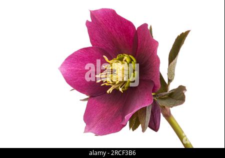 fleur de hellébore rouge isolée sur fond blanc Banque D'Images