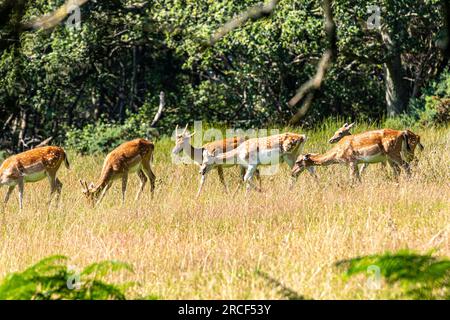 Belles images de vue prises des animaux et des fleurs pendant mon voyage aux parcs nationaux Banque D'Images