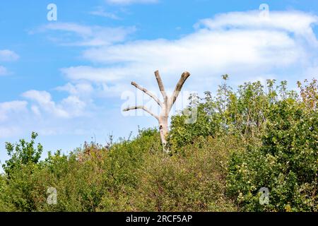 Belles images de vue prises des animaux et des fleurs pendant mon voyage aux parcs nationaux Banque D'Images