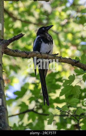 Belles images de vue prises des animaux et des fleurs pendant mon voyage aux parcs nationaux Banque D'Images