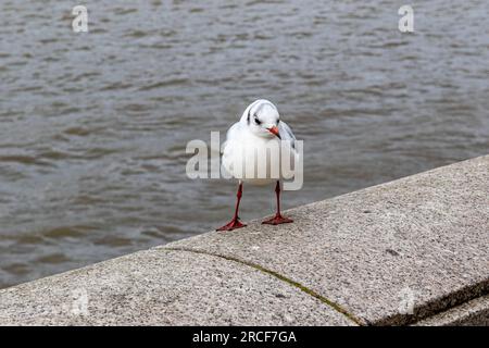 Images de vue incroyable prises de la nature et flore et faune Banque D'Images