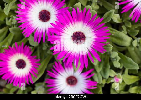 Fleurs pétales feuilles plantes végétation Kenya afrique de l'est Banque D'Images