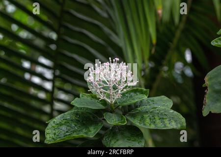 Images de vue incroyable prises de la nature et flore et faune Banque D'Images